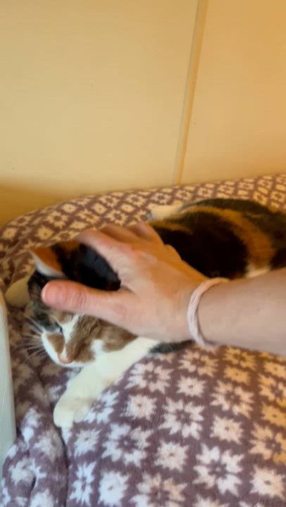 Enlarge Amirah , a Adoptable Domestic Short Hair in Moline, IL video 5/5