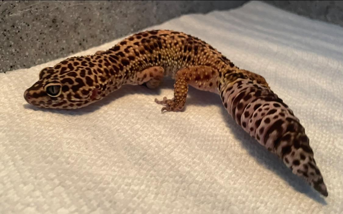 Enlarge Ada, an adopted Gecko in Durham, NC image 2/2