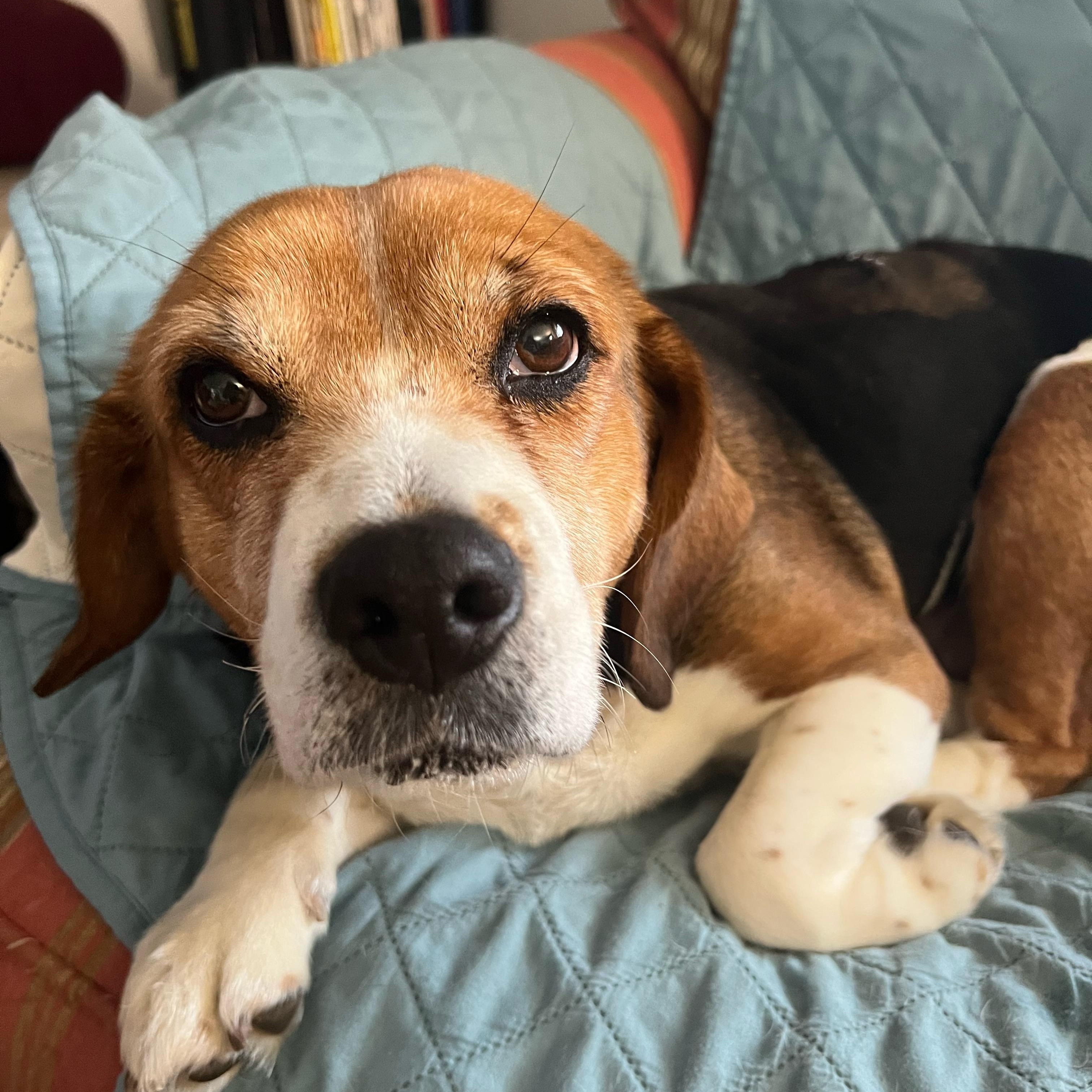 Enlarge Wendy, a ADOPTABLE Beagle in Wadsworth, OH image 1/4