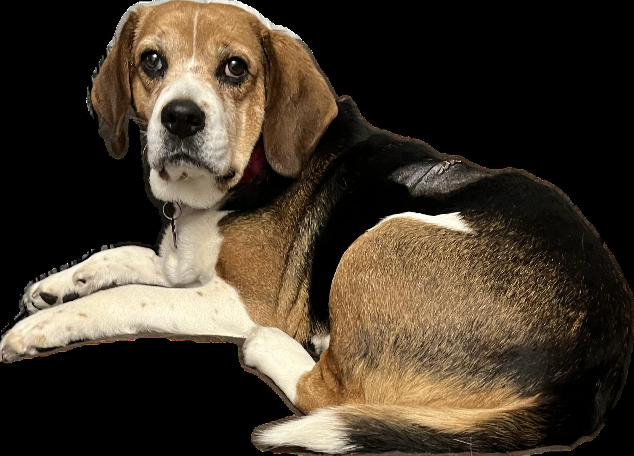 Enlarge Wendy, a ADOPTABLE Beagle in Wadsworth, OH image 2/4