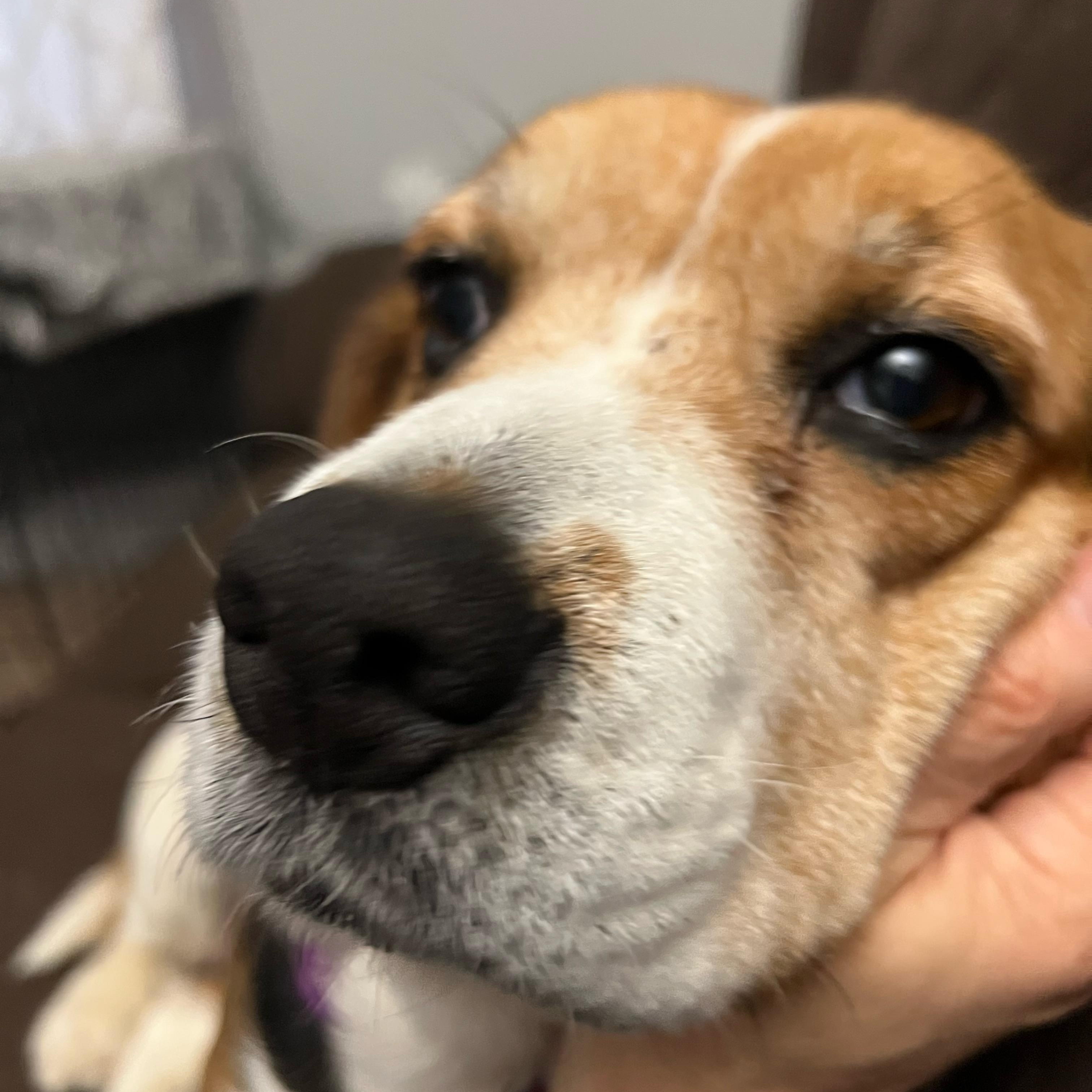 Enlarge Wendy, a ADOPTABLE Beagle in Wadsworth, OH image 3/4