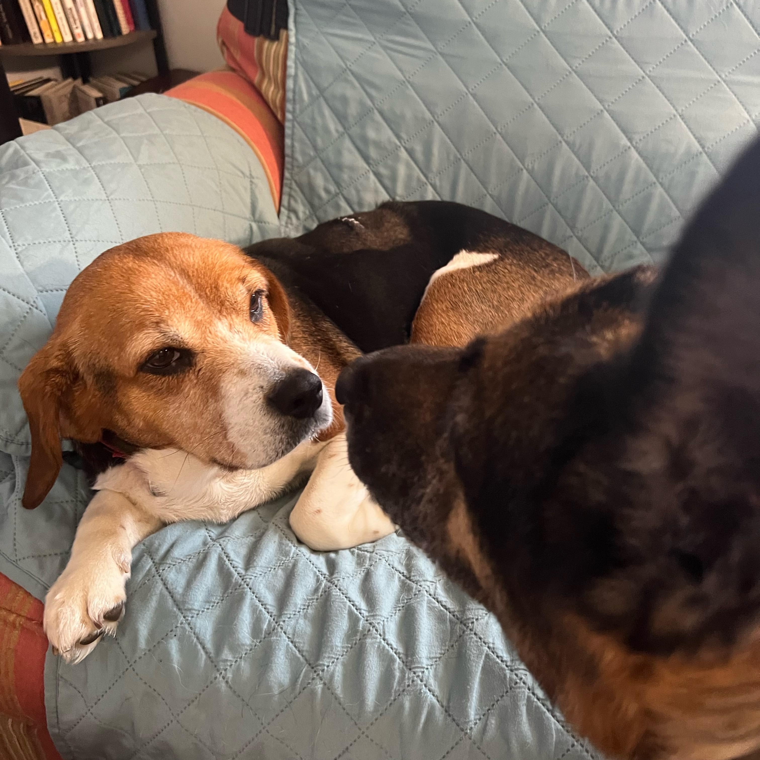 Enlarge Wendy, a ADOPTABLE Beagle in Wadsworth, OH image 4/4
