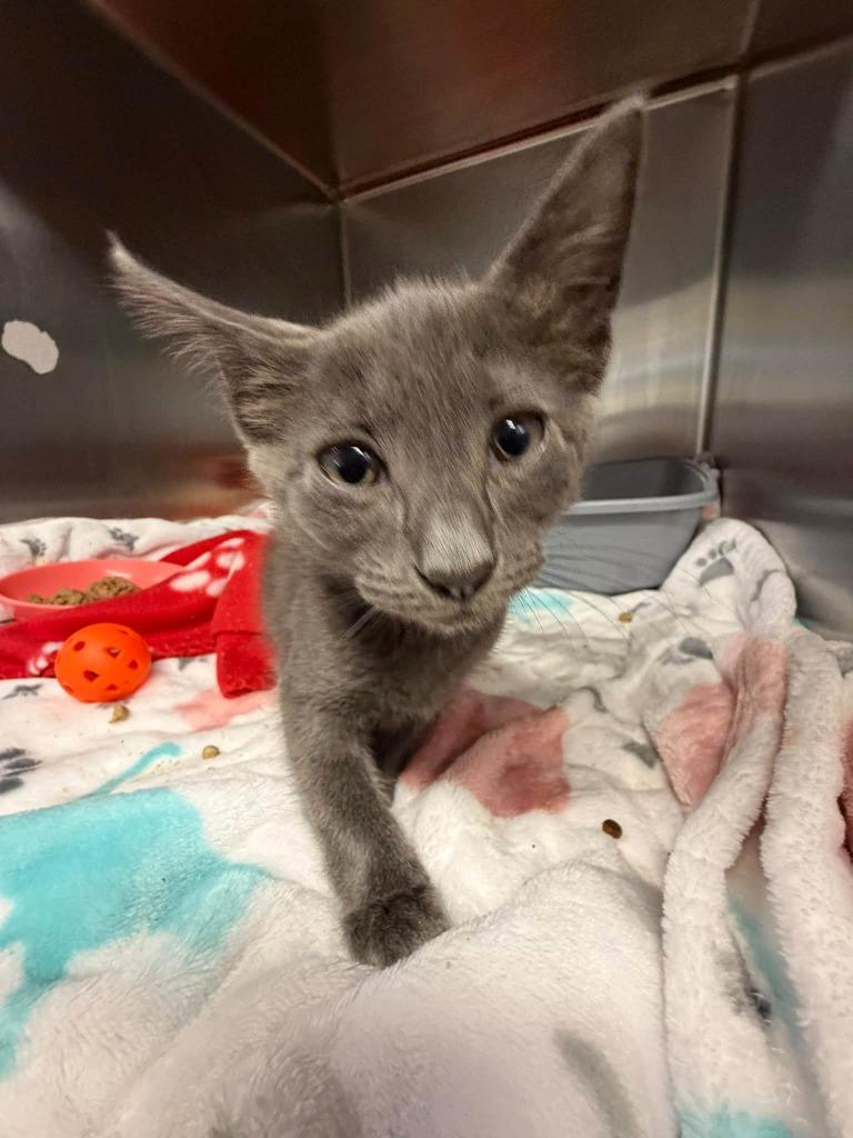 Damon, Adoptable, Kitten Male Domestic Short Hair.