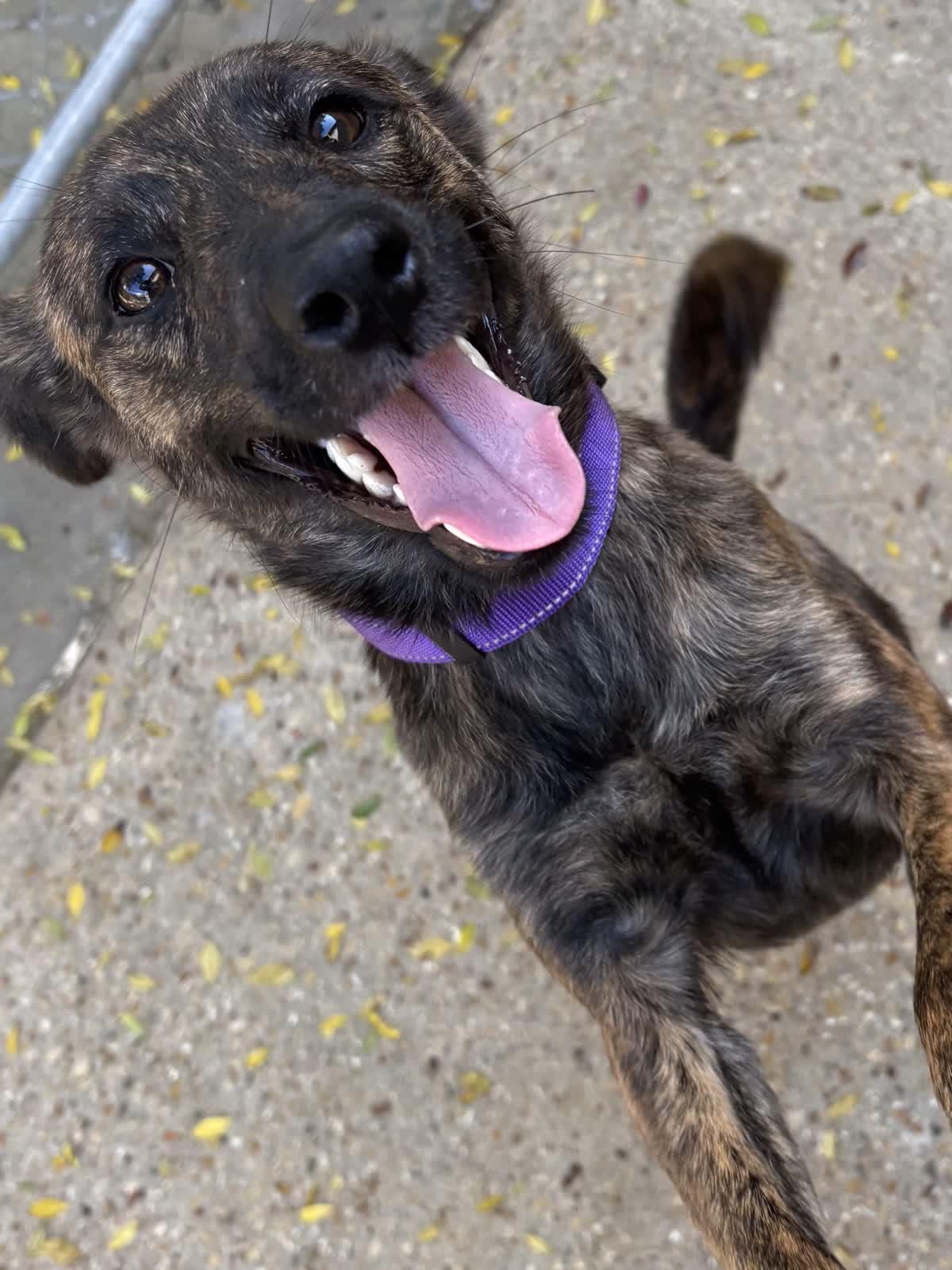 Enlarge Buffy, a ADOPTABLE mixed breed in Baton Rouge, LA image 1/1