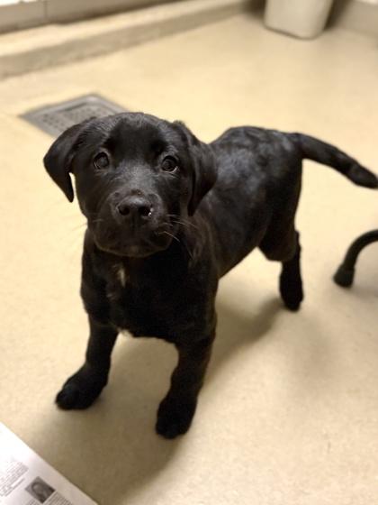 Pesto, Adoptable, Young Female Labrador Retriever & Mixed Breed.