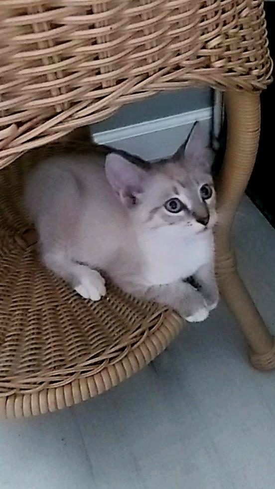 Enlarge Siegfried & Roy, an adopted Siamese in Londonderry, NH image 4/5