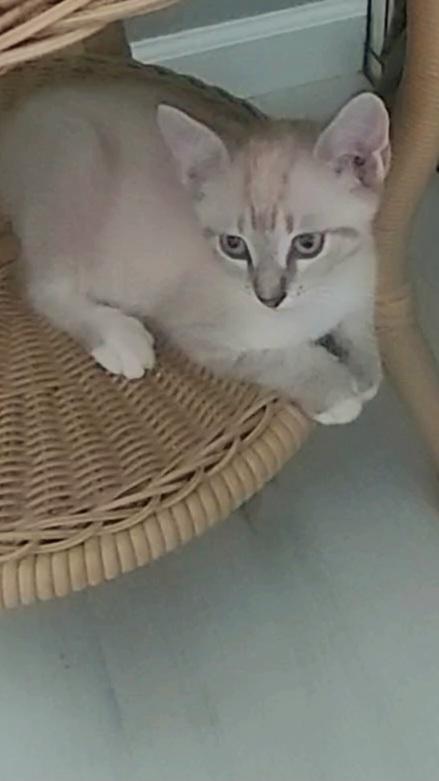 Enlarge Siegfried & Roy, an adopted Siamese in Londonderry, NH image 5/5
