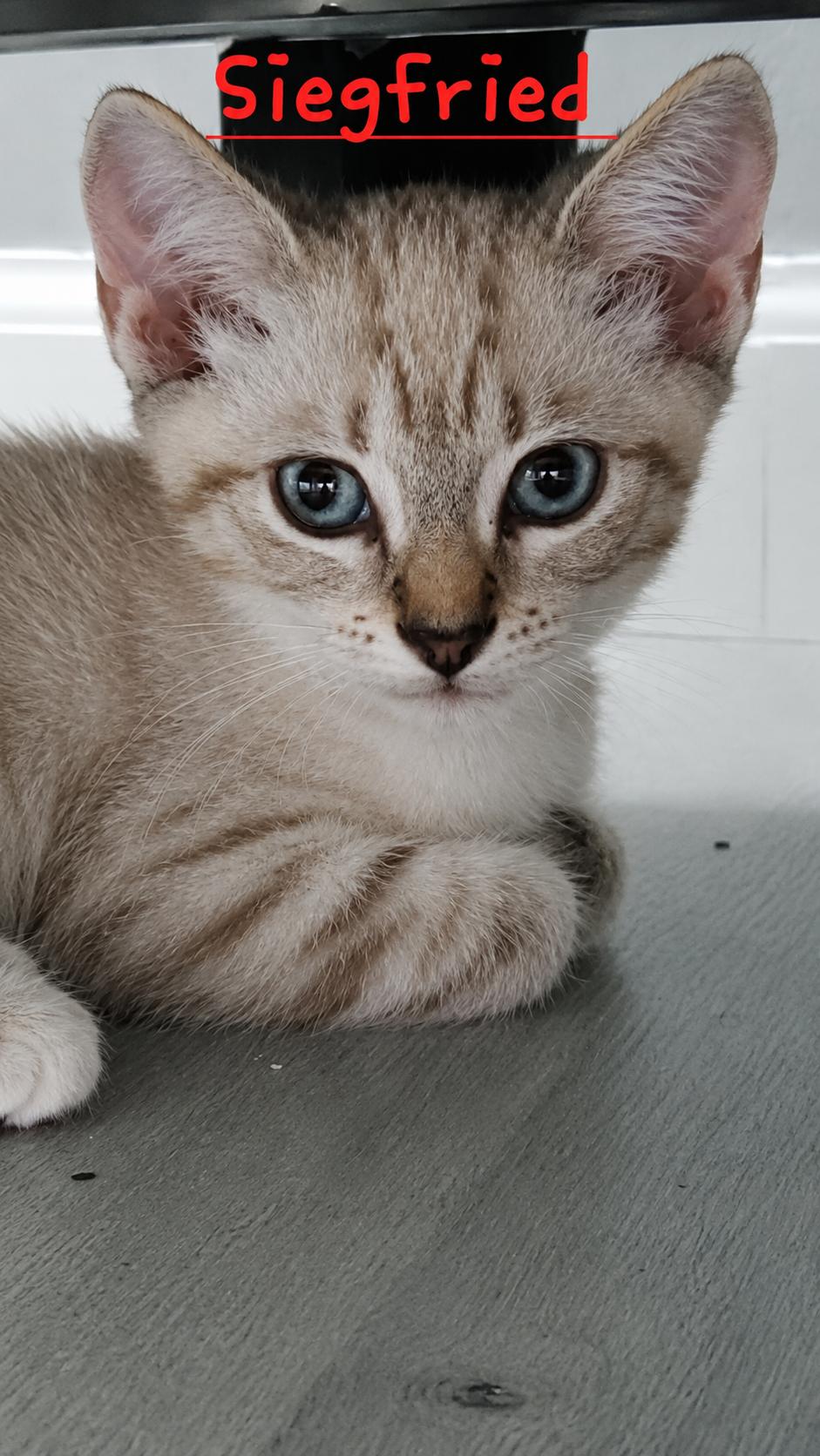 Enlarge Siegfried & Roy, an adopted Siamese in Londonderry, NH image 3/5
