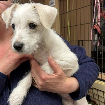 Enlarge Leo, a ADOPTABLE Jack Russell Terrier in Turners Falls, MA image 2/3