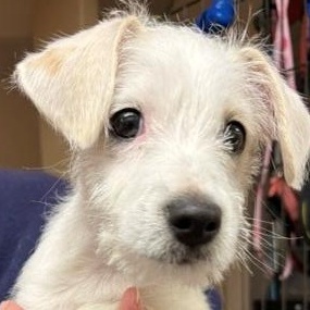 Enlarge Leo, a ADOPTABLE Jack Russell Terrier in Turners Falls, MA image 3/3