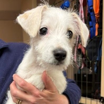 Enlarge Leo, a ADOPTABLE Jack Russell Terrier in Turners Falls, MA image 1/3