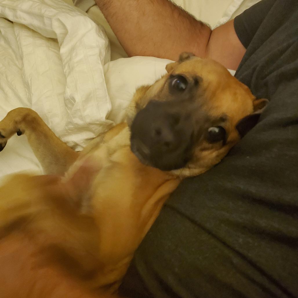 Enlarge GINGERSNAP, a Adoptable Mixed Breed in Point Richmond, CA image 1/6