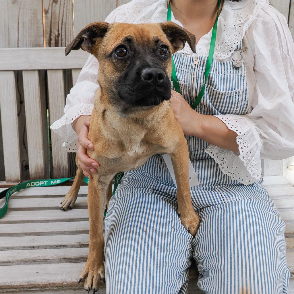 Enlarge GINGERSNAP, a Adoptable Mixed Breed in Point Richmond, CA image 2/6