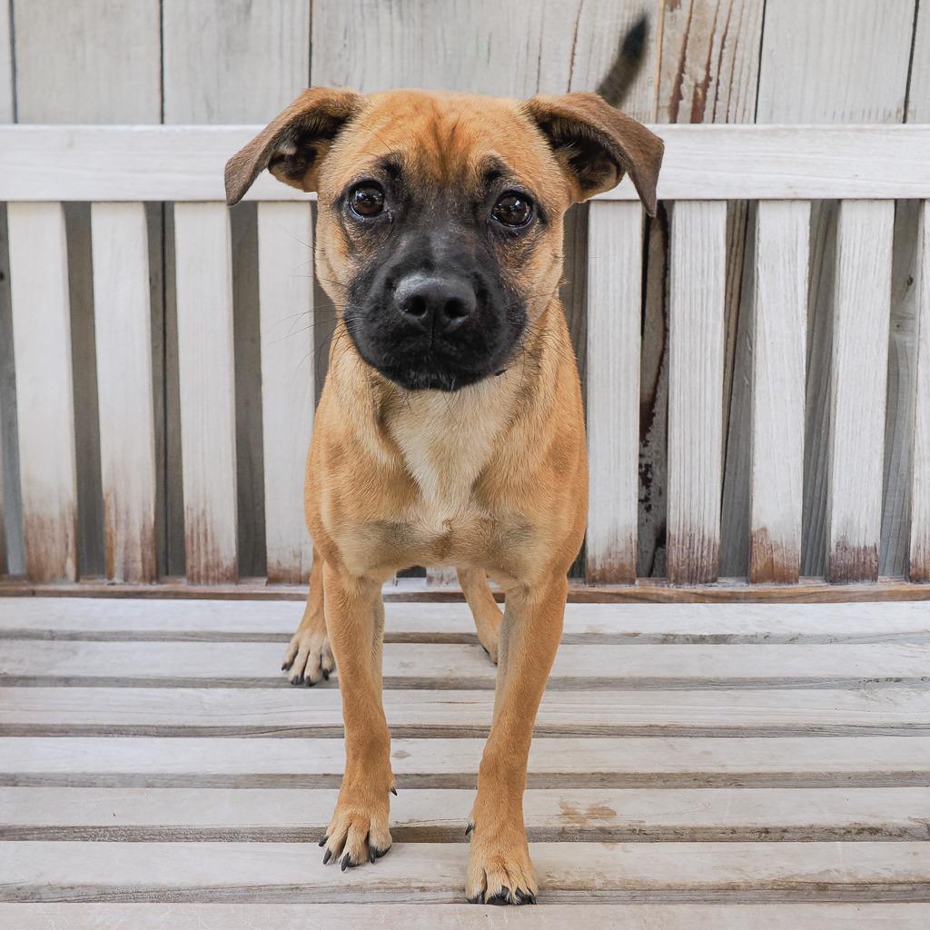 Enlarge GINGERSNAP, a Adoptable Mixed Breed in Point Richmond, CA image 3/6