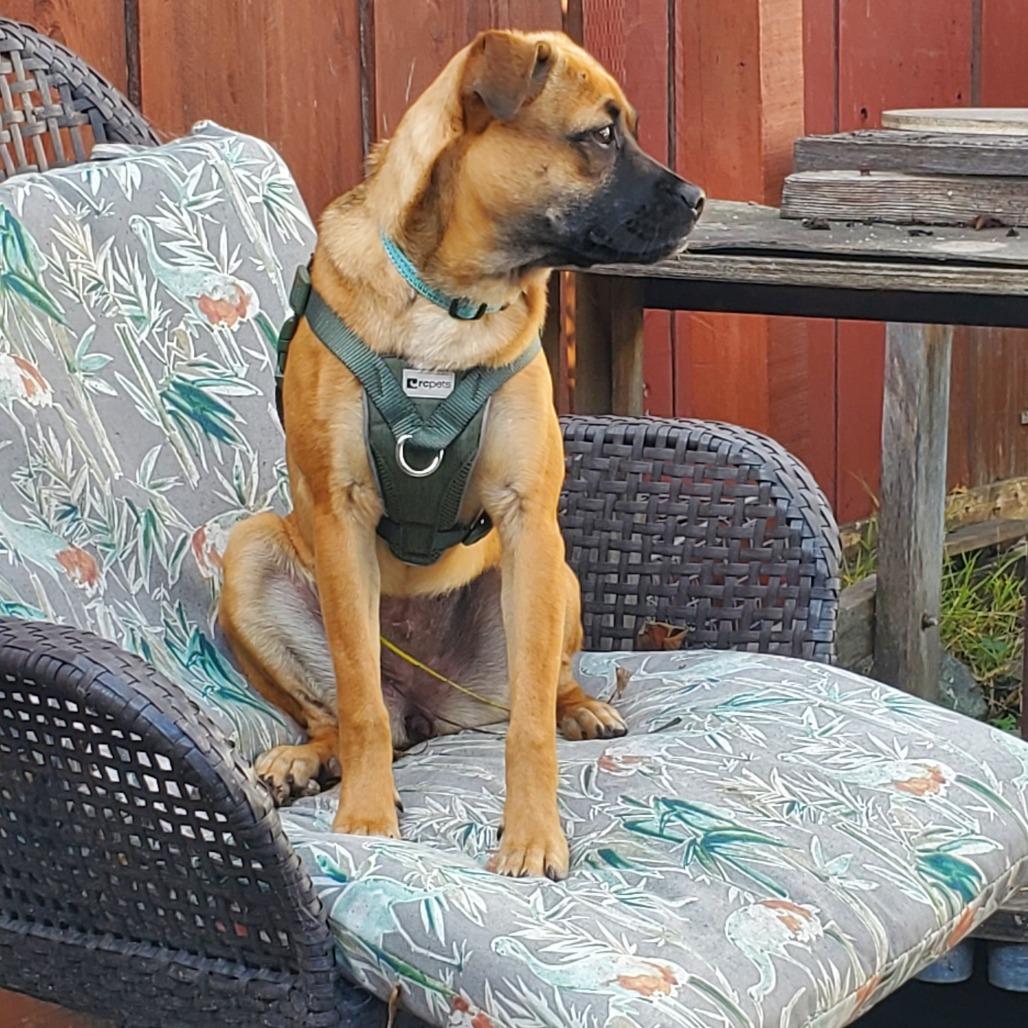 Enlarge GINGERSNAP, a Adoptable Mixed Breed in Point Richmond, CA image 4/6