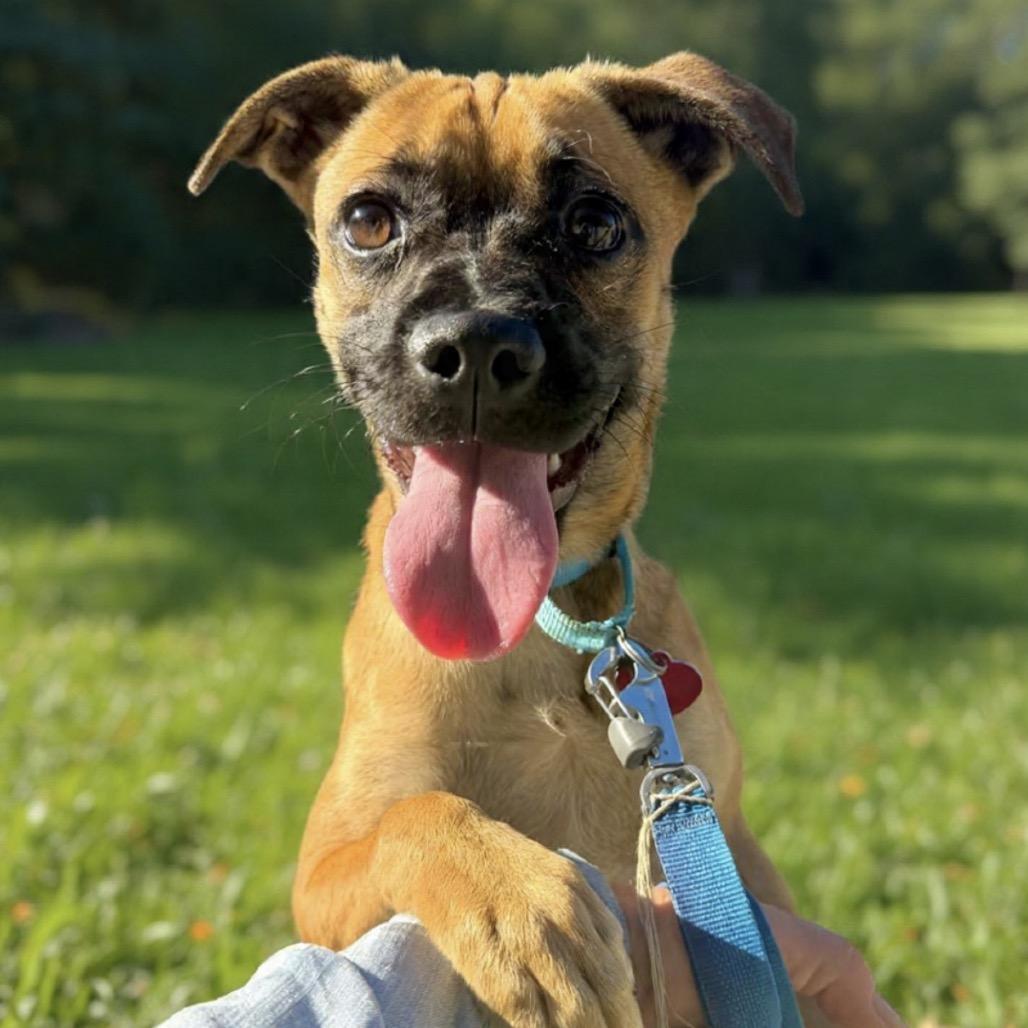 Enlarge GINGERSNAP, a Adoptable Mixed Breed in Point Richmond, CA image 5/6