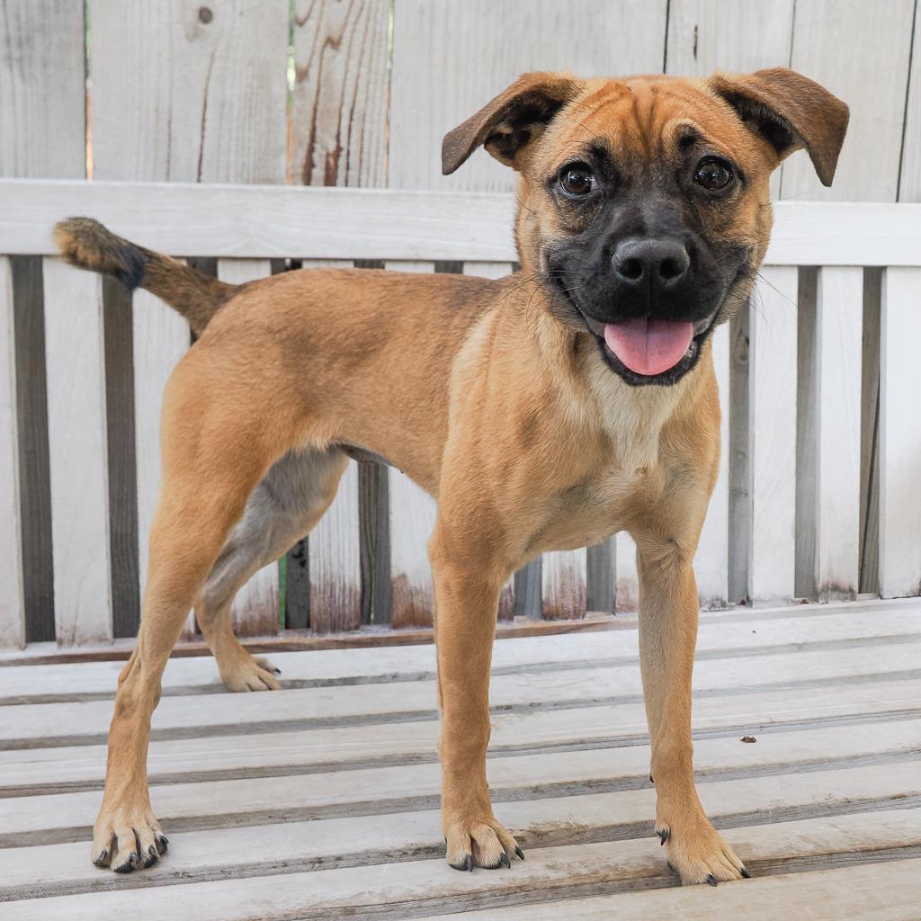 Enlarge GINGERSNAP, a Adoptable Mixed Breed in Point Richmond, CA image 6/6