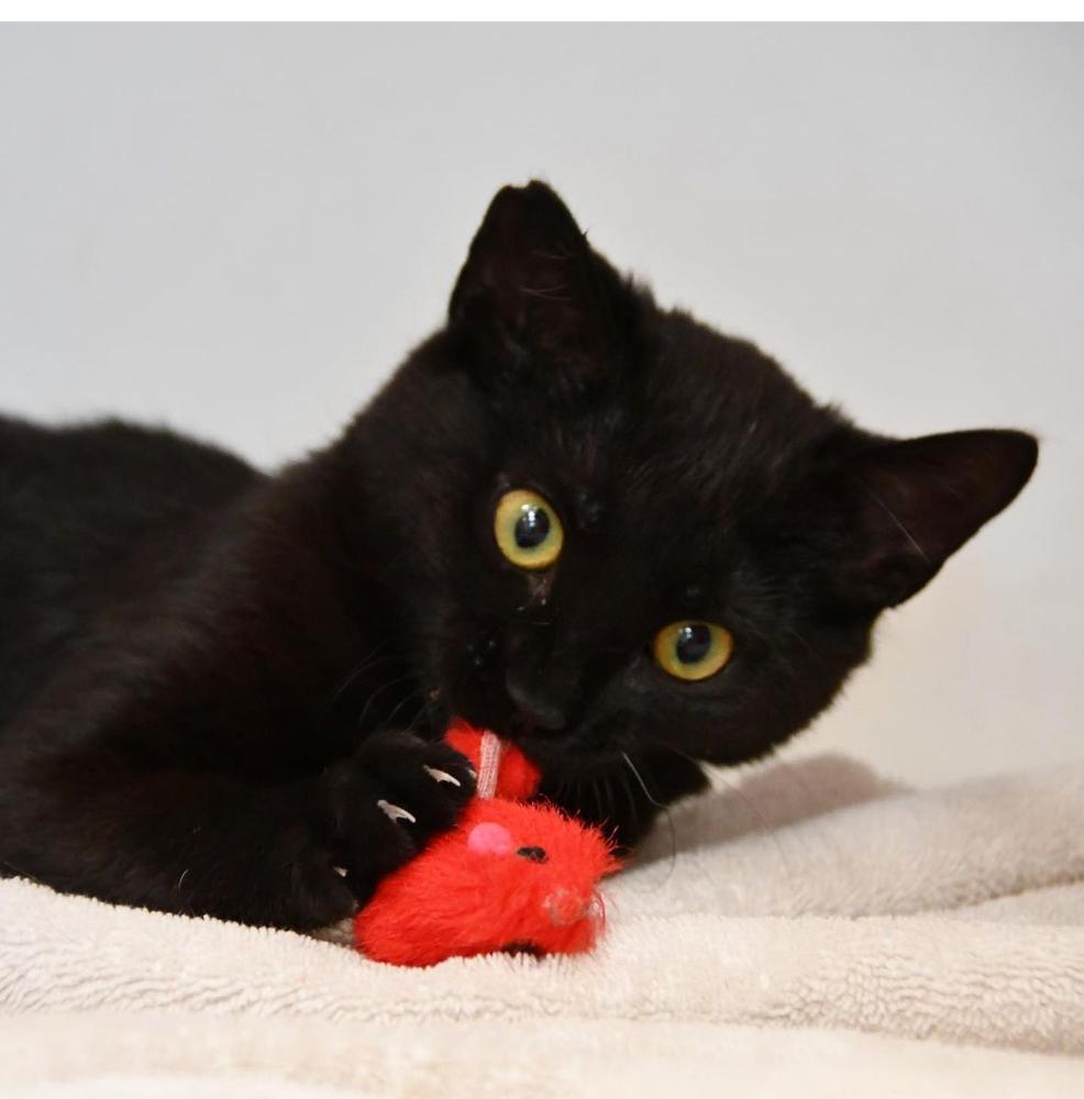 Charlie — thumbnail 2