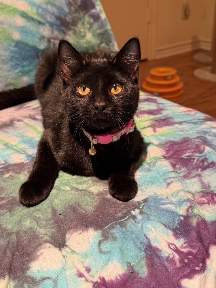 Charlie — thumbnail 3