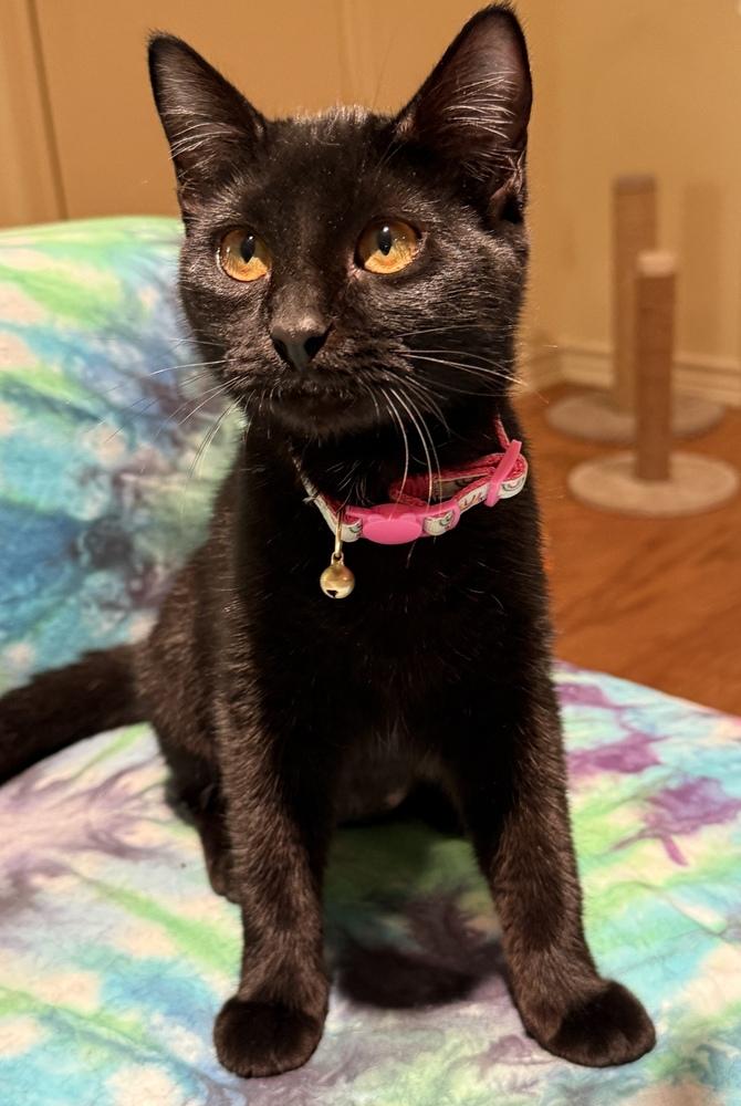 Charlie — thumbnail 4