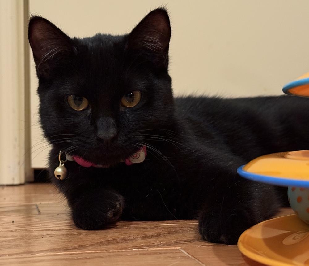 Charlie — thumbnail 5