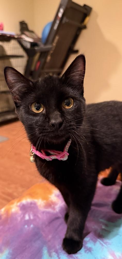 Charlie — thumbnail 6