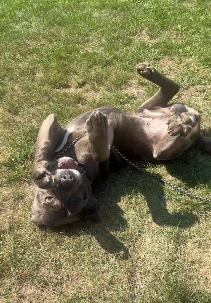 Gary, Adoptable, Senior Male Cane Corso.