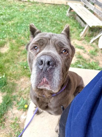 Enlarge Gary, a Adoptable Cane Corso in Quakertown, PA image 2/3