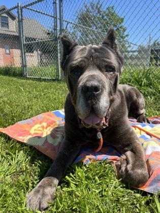 Enlarge Gary, a Adoptable Cane Corso in Quakertown, PA image 3/3