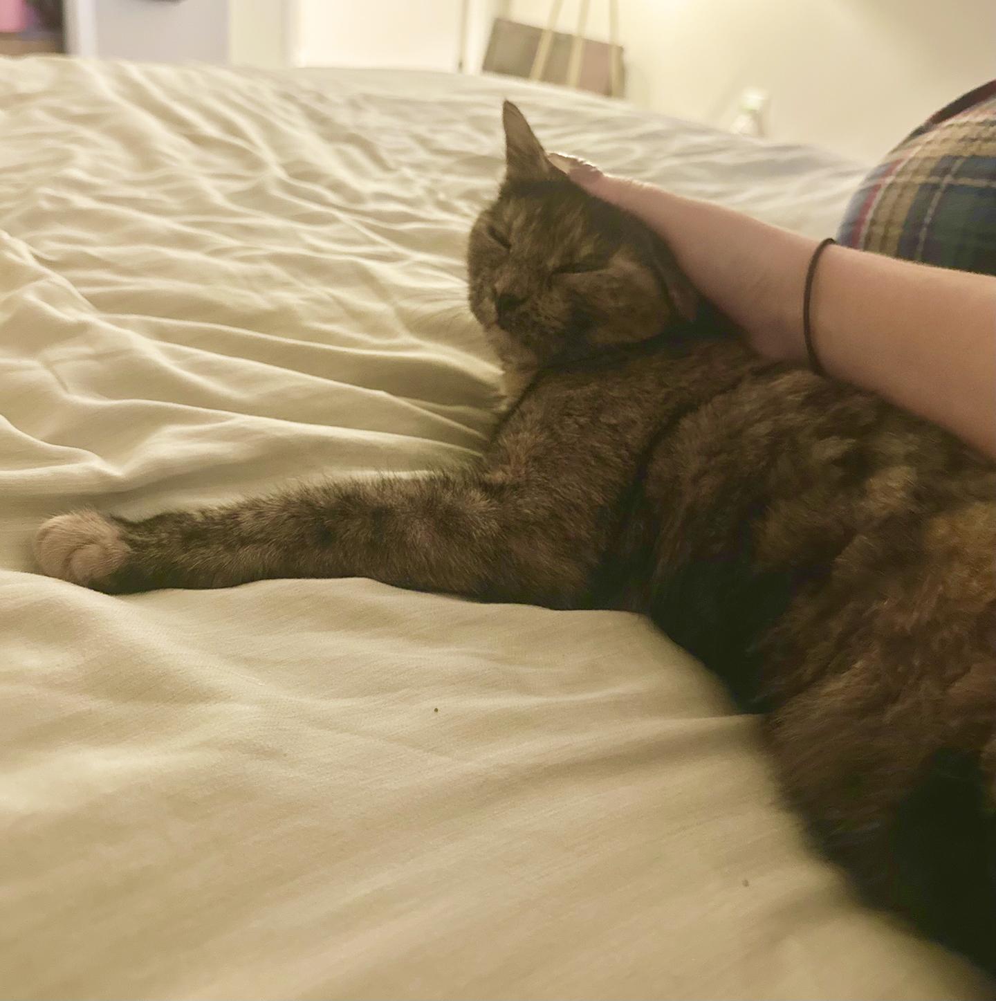 Enlarge Bonbon Cobb, a Adoptable Domestic Short Hair in Philadelphia, PA image 3/6