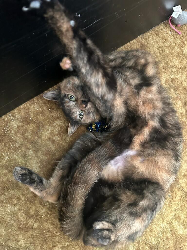 Bonbon Cobb, a ADOPTABLE Domestic Short Hair in Philadelphia, PA image 4/6