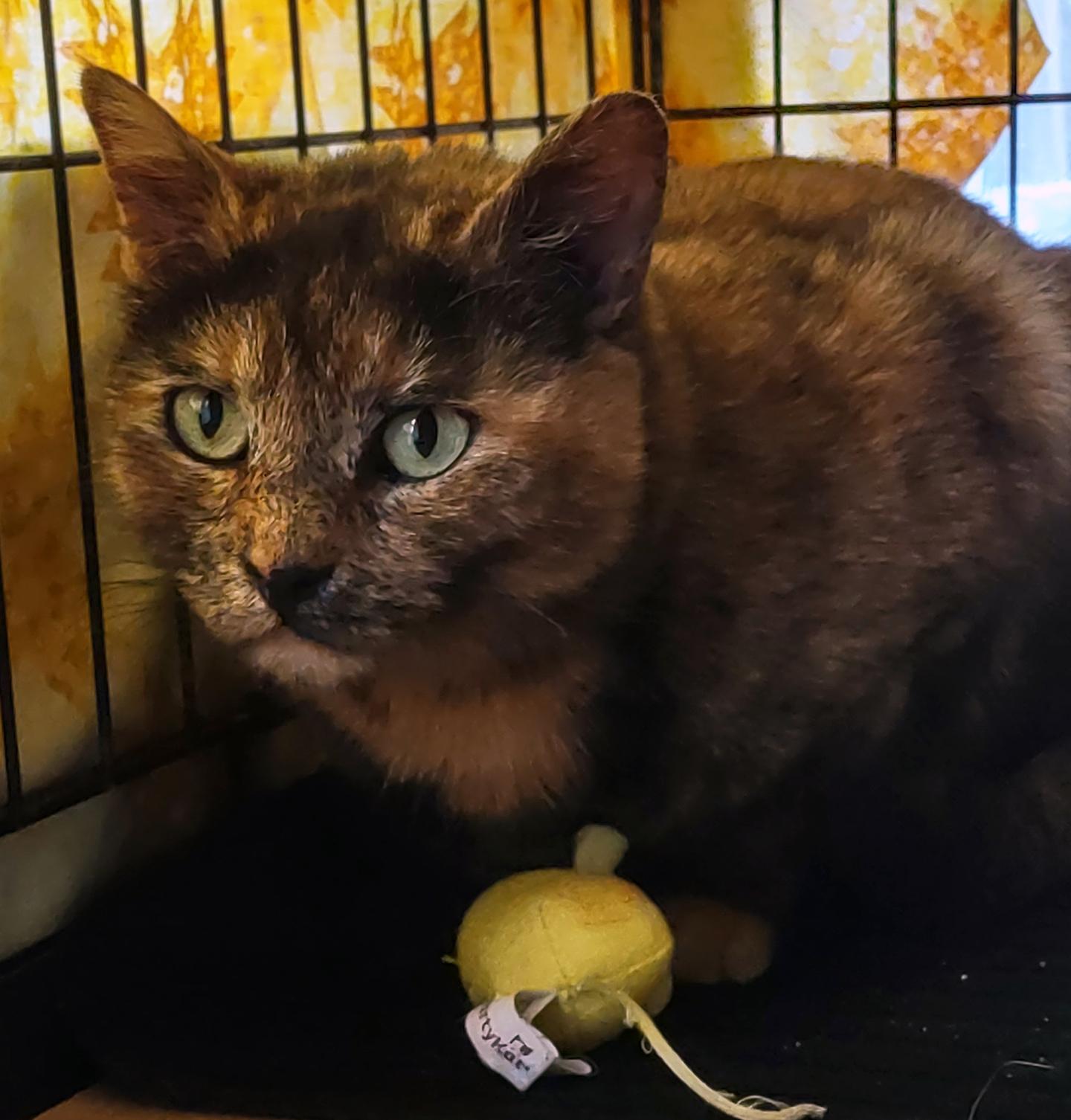 Bonbon Cobb, a ADOPTABLE Domestic Short Hair in Philadelphia, PA image 3/6