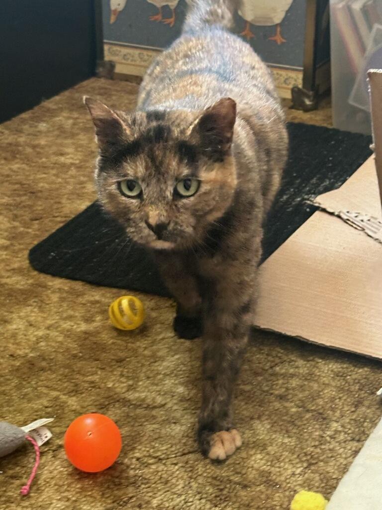 Bonbon Cobb, a ADOPTABLE Domestic Short Hair in Philadelphia, PA image 1/6