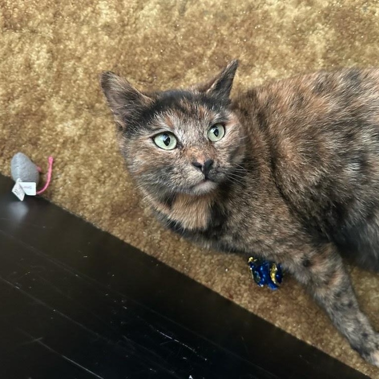 Enlarge Bonbon Cobb, a Adoptable Domestic Short Hair in Philadelphia, PA image 1/6