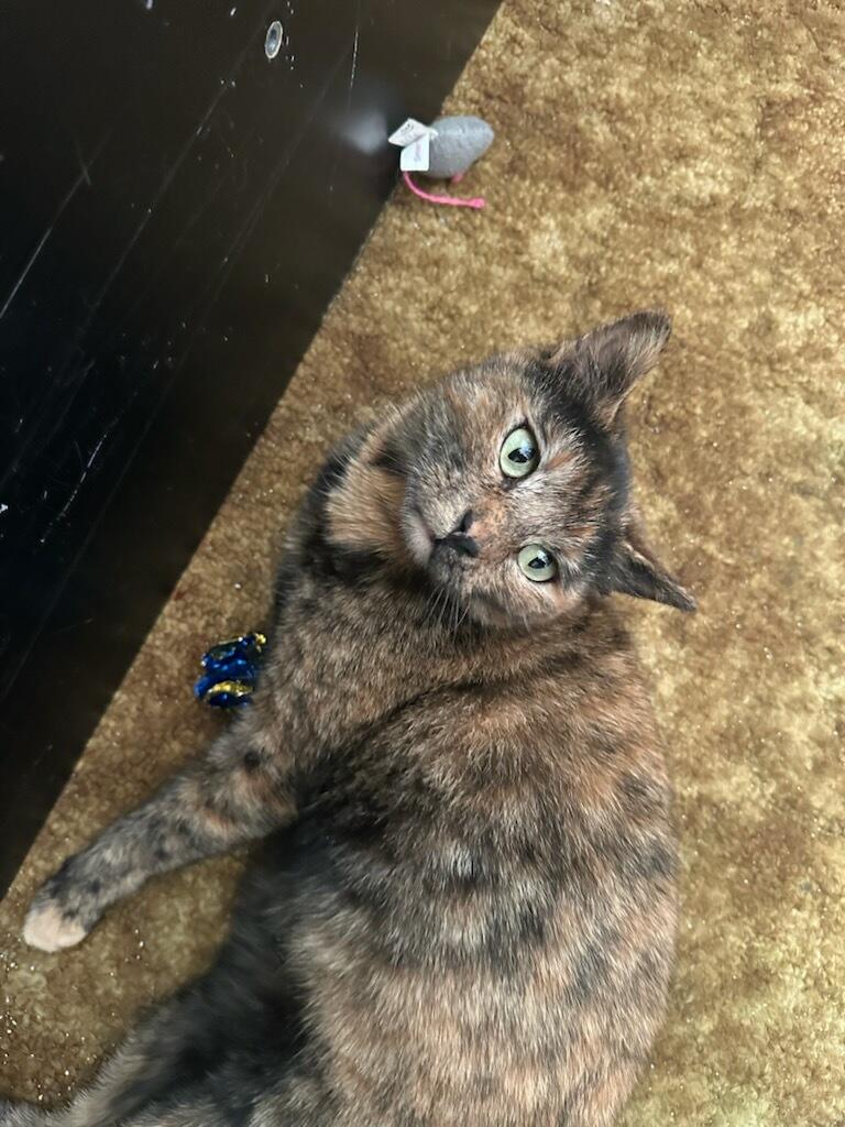 Bonbon Cobb, a ADOPTABLE Domestic Short Hair in Philadelphia, PA image 5/6