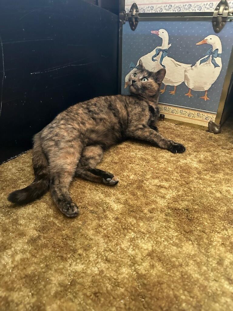 Bonbon Cobb, a ADOPTABLE Domestic Short Hair in Philadelphia, PA image 6/6