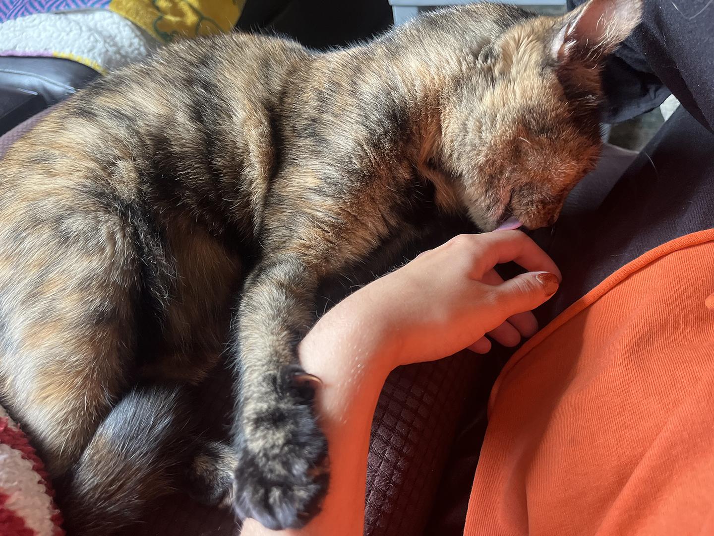 Enlarge Bonbon Cobb, a Adoptable Domestic Short Hair in Philadelphia, PA image 6/6