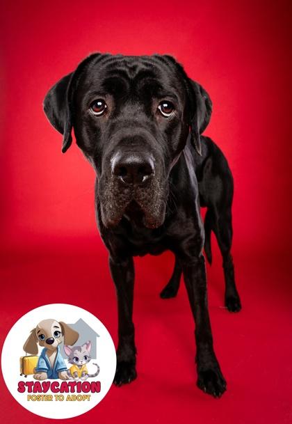 Luke, Adoptable, Adult Male Boxer & Labrador Retriever.