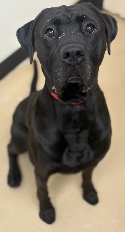 Enlarge Luke, a Adoptable mixed breed in Phoenix, AZ image 2/3