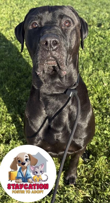 Enlarge Luke, a Adoptable mixed breed in Phoenix, AZ image 3/3