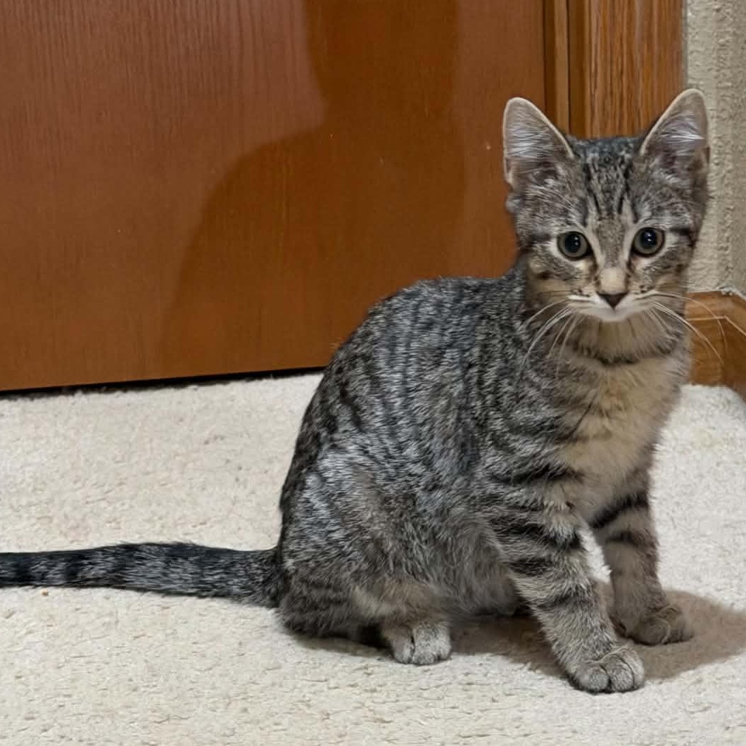 Remmy, ADOPTABLE, Kitten Male Domestic Short Hair.