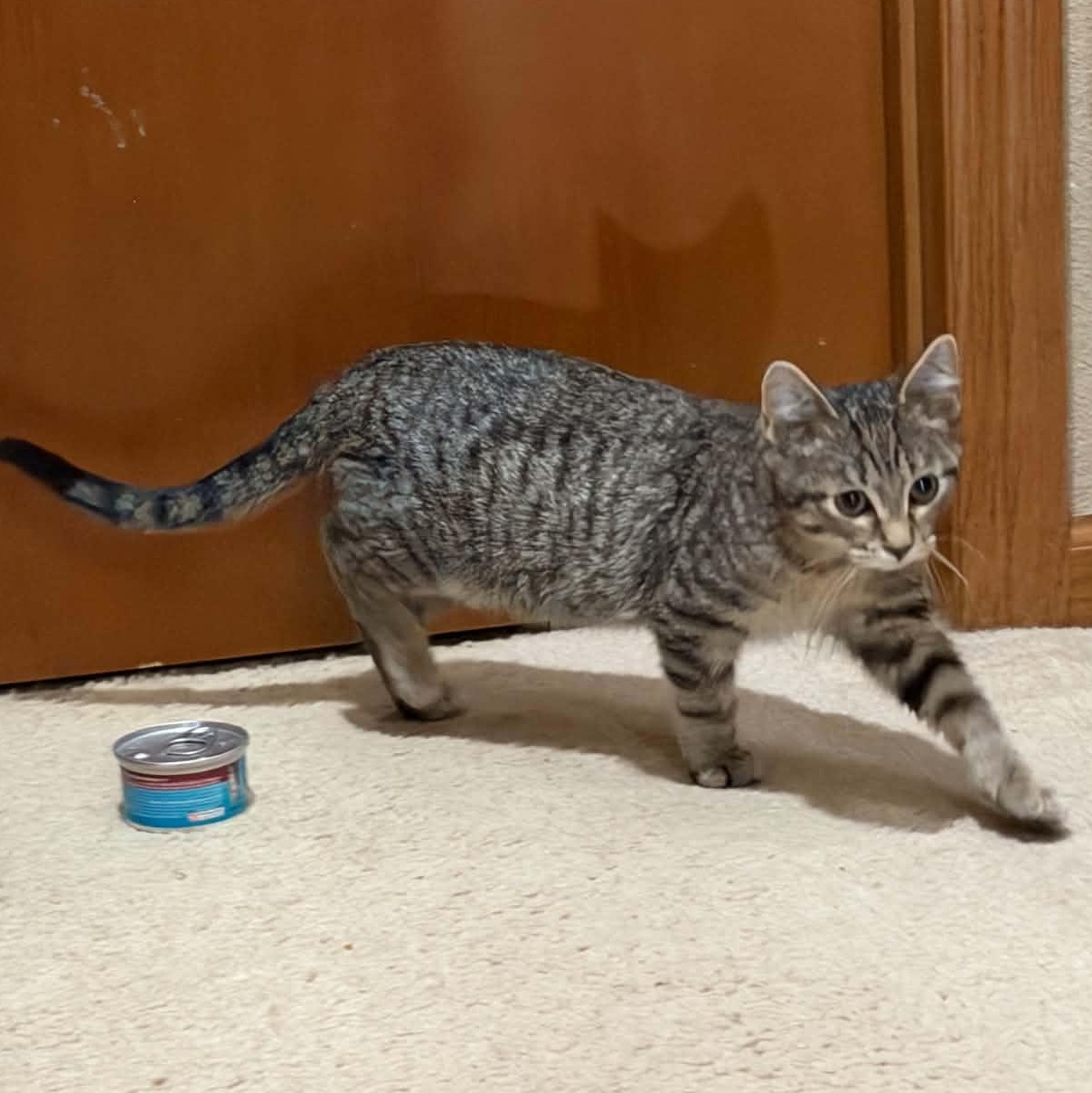 Enlarge Remmy, a ADOPTABLE Domestic Short Hair in Blaine, MN image 3/3