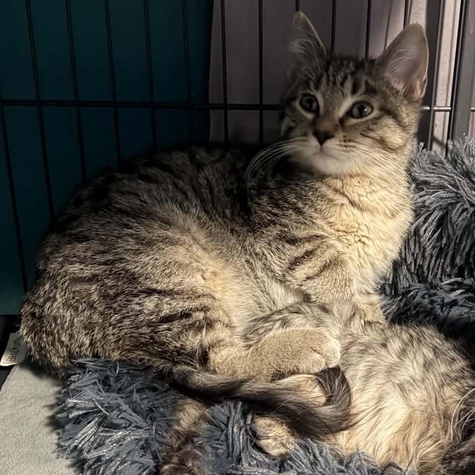 Enlarge Remmy, a ADOPTABLE Domestic Short Hair in Blaine, MN image 2/3