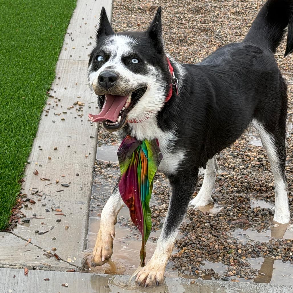 Enlarge Frankie, a Adoptable mixed breed in Durango, CO image 1/6