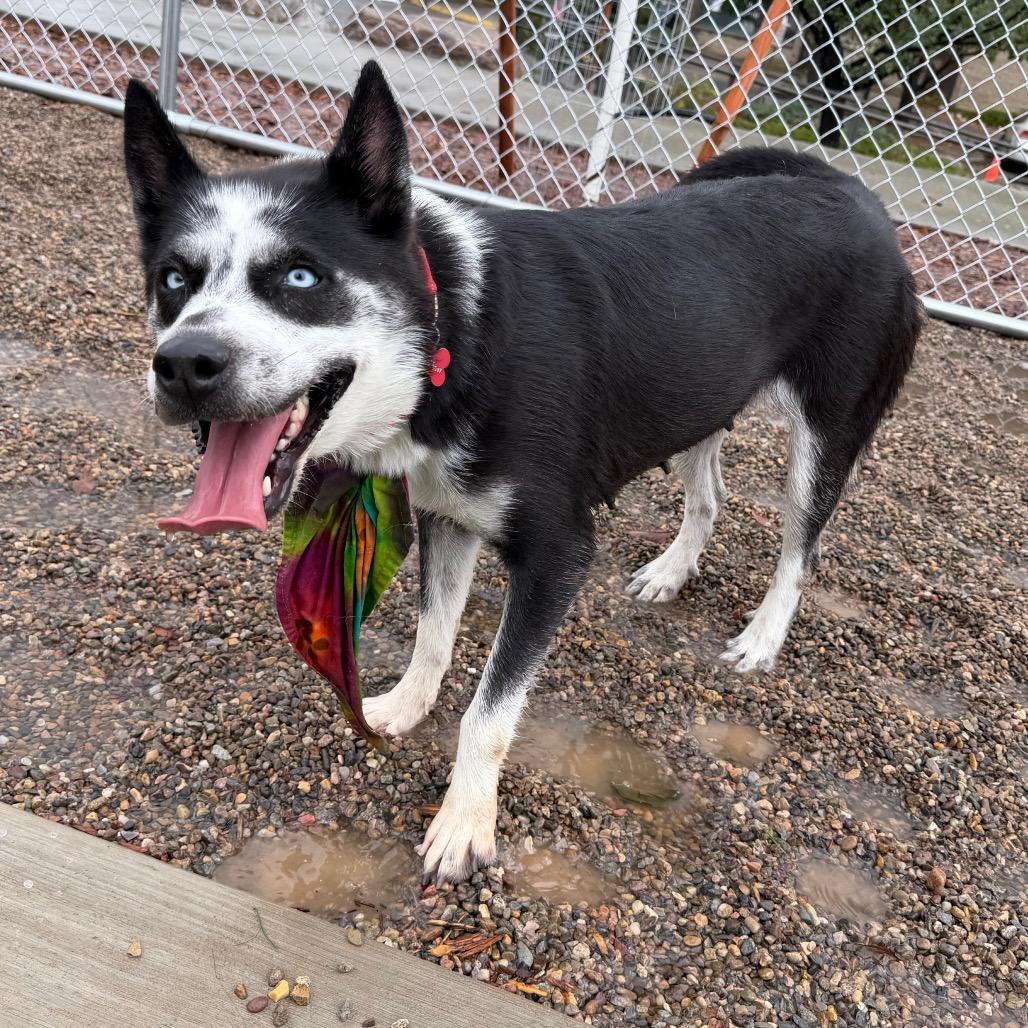 Enlarge Frankie, a Adoptable mixed breed in Durango, CO image 2/6
