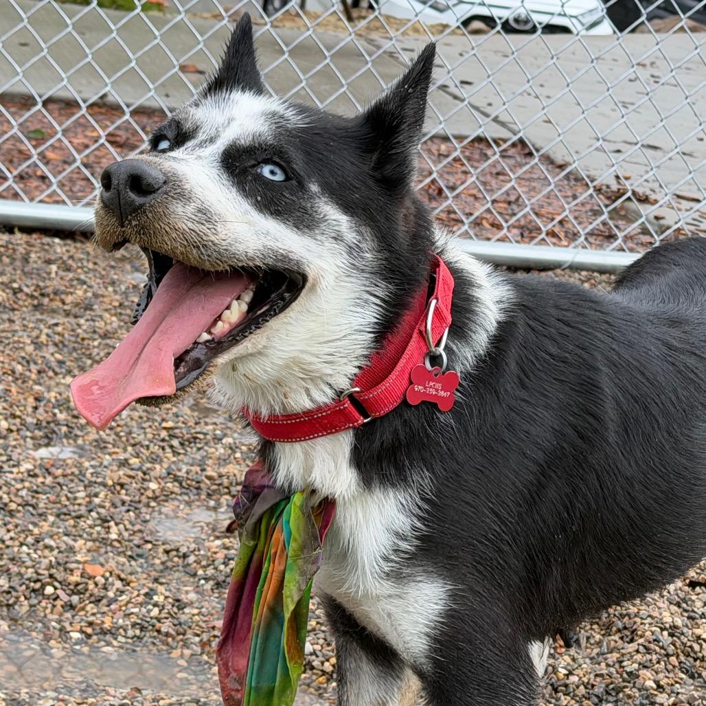 Enlarge Frankie, a Adoptable mixed breed in Durango, CO image 3/6