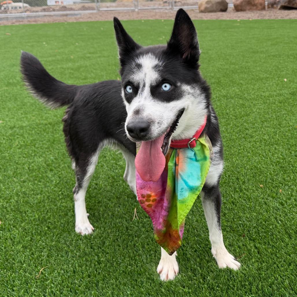 Enlarge Frankie, a Adoptable mixed breed in Durango, CO image 4/6