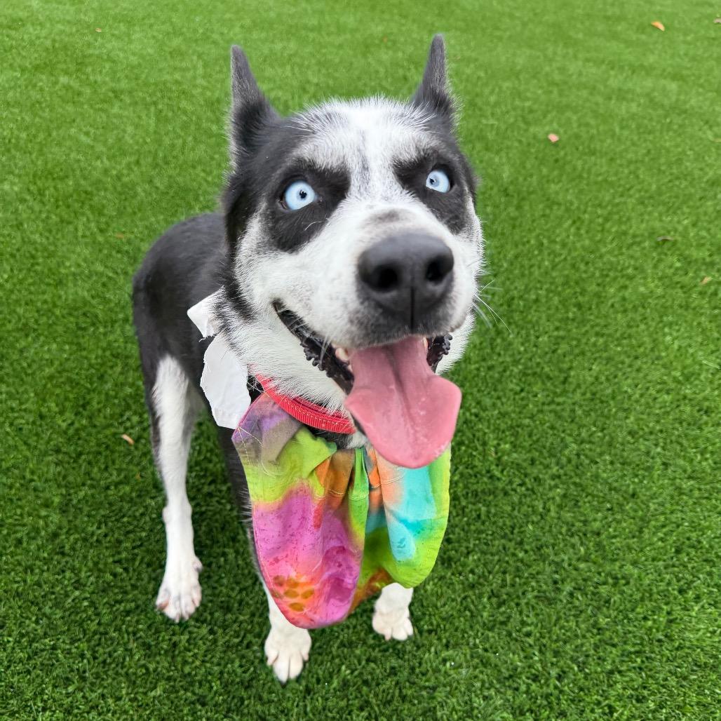Enlarge Frankie, a Adoptable mixed breed in Durango, CO image 5/6
