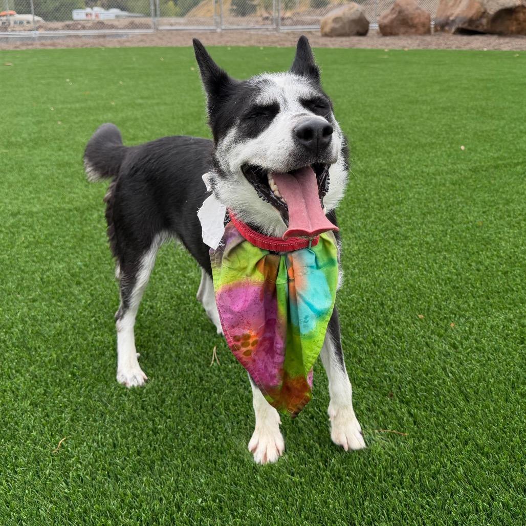 Enlarge Frankie, a Adoptable mixed breed in Durango, CO image 6/6