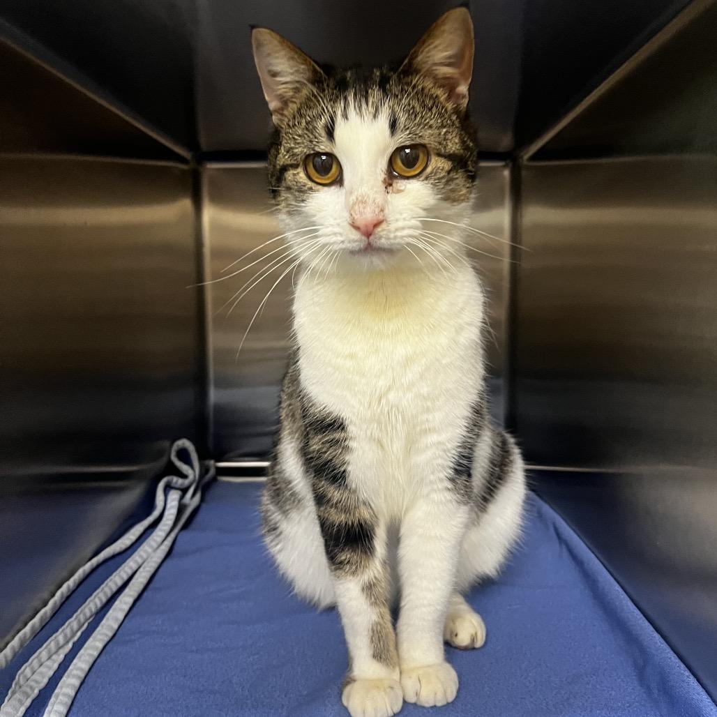 Stray 1/21/26 "Babs Bunny", Adoptable, Adult Female Domestic Short Hair.